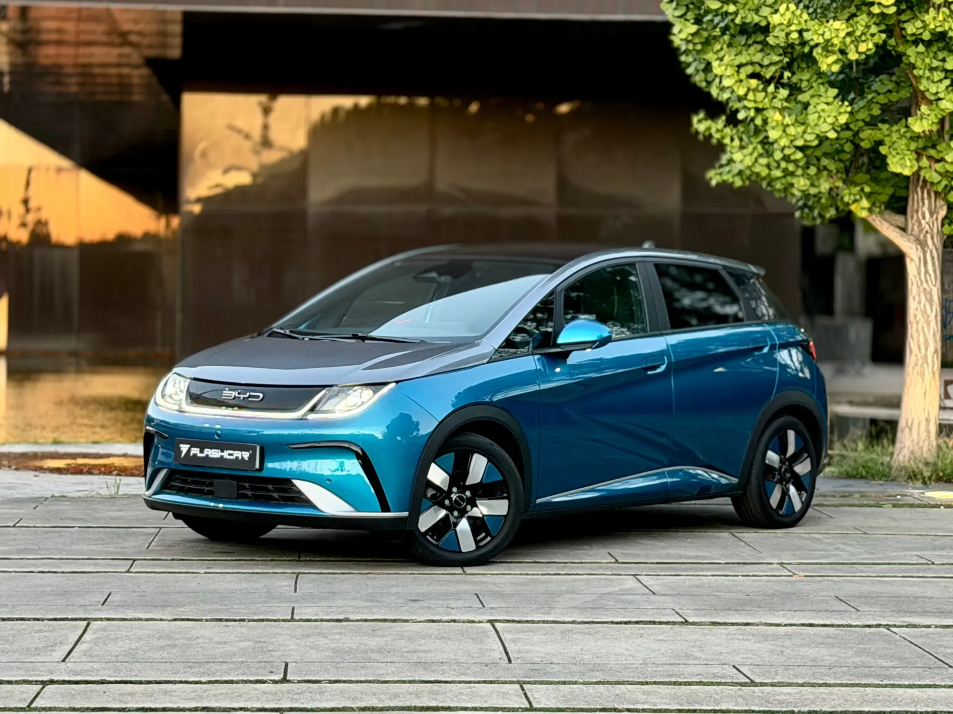 BYD Dolphin Design 17